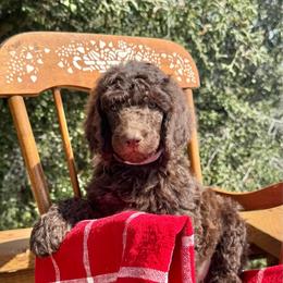 Gala - Brown female Poodle puppy in Julian, California from Above the Pines Poodles