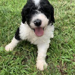Goldendoodle Puppies from Rolling Acres Doodles and Poodles