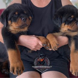 Rottweiler Puppies from Von Der Hing Rottweilers