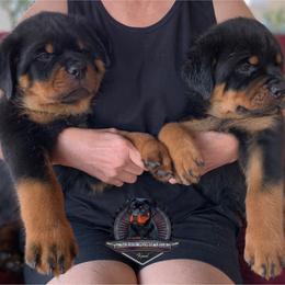Rottweiler Puppies from Von Der Hing Rottweilers