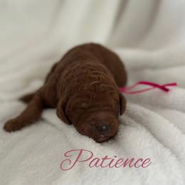 Patience - Red  female Poodle puppy in Dayton, Texas from Wolfe Island Poodles