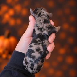 Cobweb - Dapple female Dachshund puppy in Lebanon, Ohio from Golden Acres D & B
