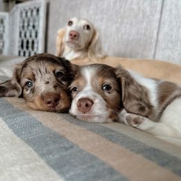 Dachshund Puppies from Dachshundly Perfect