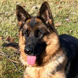 Taina - German Shepherd