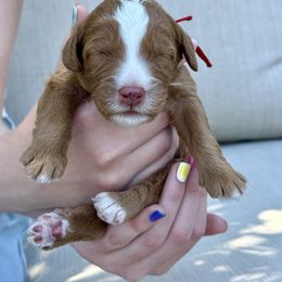 Manicotti - Red male Bernedoodle puppy in Murray, Utah from Sun Valley Doodles