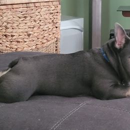 Brutus - French Bulldog