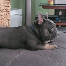 Brutus - French Bulldog