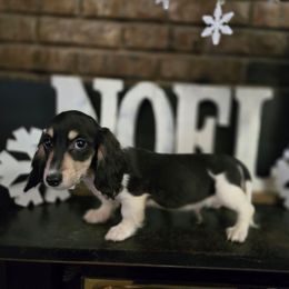 Cider - Piebald male Dachshund puppy in Tuscaloosa, Alabama from Watermelon Doxies