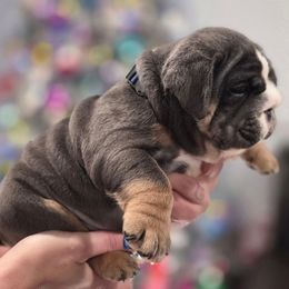 Lilly - Blue tri-color female Bulldog puppy in Burleson, Texas from Diamond Deluxx Frenchies