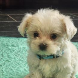 AKC Mandy - White female Maltese puppy in The Villages, Florida from My Precious Pups