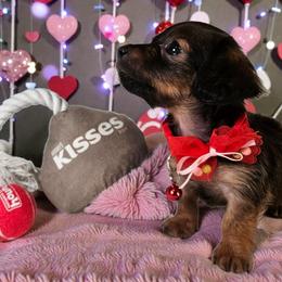 Ariana - Red female Dachshund puppy in Alvin, Texas from Cosson's Dachshunds of Alvin