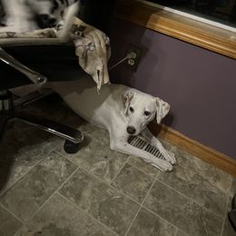 Dalmatian Puppies from Hallmark Dalmatians;