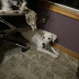 Dalmatian Puppies from Hallmark Dalmatians;