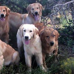 Golden Retrievers from Xanadu Goldens