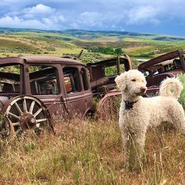 Labradoodle All Grown Up from Bigfoot Doodles