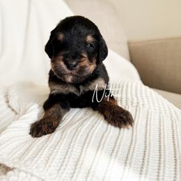 Nitro - Phantom male Bernedoodle puppy in Cedar County, Missouri from Sac River Goldendoodles  & Bernedoodles LLC
