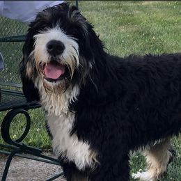 Maggie - Bernedoodle