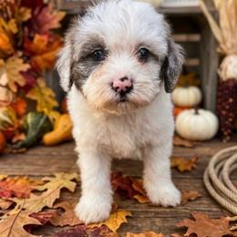 Girl 1 - Parti female Goldendoodle puppy in Valdosta, Georgia from Fifth Day Farm