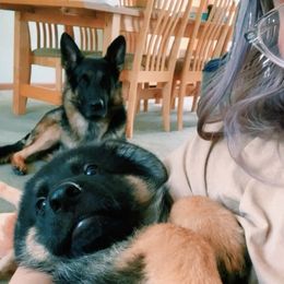 German Shepherd Puppies from Harry's Pack
