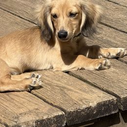 Jack - Dachshund