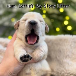 Ham - Yellow male Labrador Retriever puppy in Owosso, Michigan from Bennington Retrievers