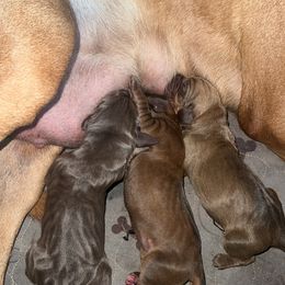Bloodhound puppies from Blue Collar Kennelz