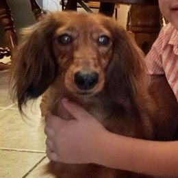 Dachshunds from Finch Dachshunds