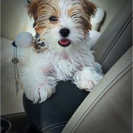 Rudie - Yorkshire Terrier