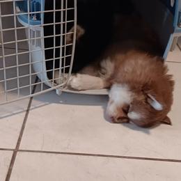 Pomsky Puppies from Your Friend Seamus' Studds