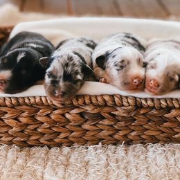Australian Shepherd Puppies from Hillside Aussies