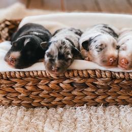 Australian Shepherd Puppies from Hillside Aussies