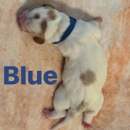 Basset Hound Puppies from Three Boys Bassets