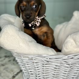 Dachshund Puppies from Harrison Farm