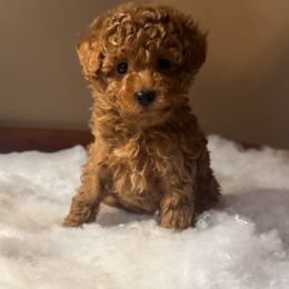 AKC Pine - Apricot male Poodle puppy in Jonesborough, Tennessee from 5AFarms