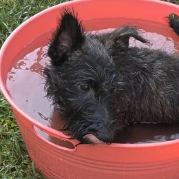 Scottish Terriers from Jason Kazmerski