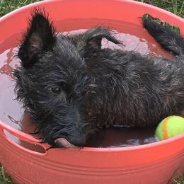 Scottish Terriers from Jason Kazmerski