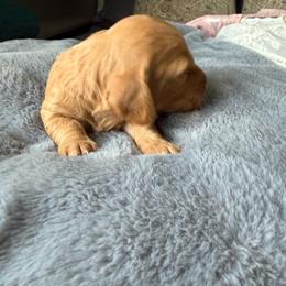 Roxy - Red female Dachshund puppy in Excel, Alabama from CJ’s Little Palace
