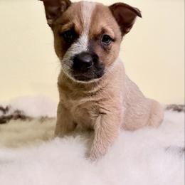 Hereford - Red speckled male Australian Cattle Dog puppy in Pierpont, Ohio from Spotted Ewe ACDs