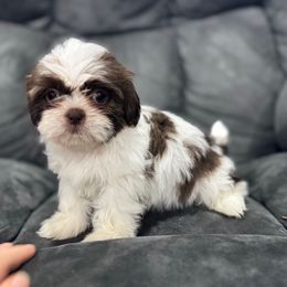 Hermione - Liver and white female Shih Tzu puppy in Springfield, Missouri from Lopez Family Tails