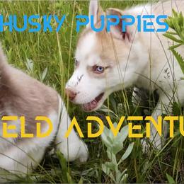 Siberian Husky Puppies from Mahavidya Siberians