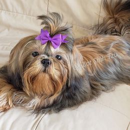 Jasper - Shih Tzu