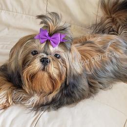 Jasper - Shih Tzu