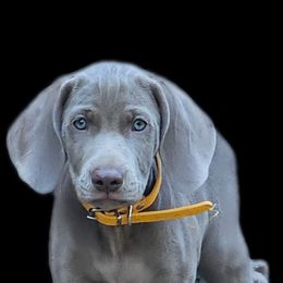 Weimaraner Puppies from Mavericks Night Weimaraners