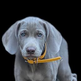 Weimaraner Puppies from Mavericks Night Weimaraners