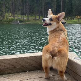 Pembroke Welsh Corgis from BellamyHills Corgis