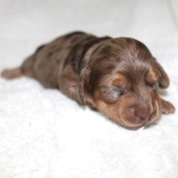 Marnie - Dapple female Dachshund puppy in Fairfax, Iowa from Grayson’s Lovable Dachshunds