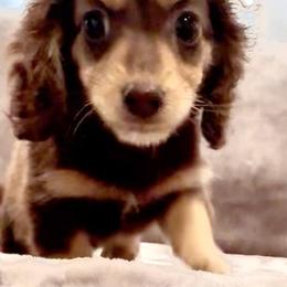 Baby girl - Chocolate and cream female Dachshund puppy in Santee, California from Miniweeniedoxies