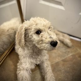 Goldendoodle Puppies from Casita Goldendoodles