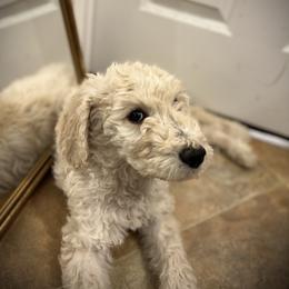 Goldendoodle Puppies from Casita Goldendoodles