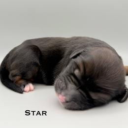 Star - female Australian Mountain Doodle puppy in Chattanooga, Tennessee from River City Doodles TN